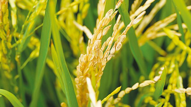 台南市新市區潭頂里上百公頃稻田，稻熱病真菌迅速擴散，短短3天就造成稻穗枯黃形成「空包彈」，受災稻田受損約3成。（寶智華攝）