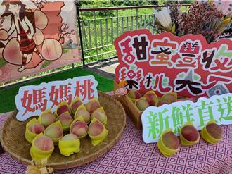 竹縣「尖石媽媽桃」鮮嫩多汁 首波線上預購前60盒免運