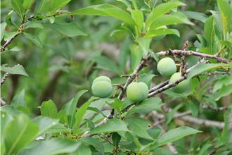 苗縣盛產「部落的紅寶石」 紅肉李輕旅行邀民採果訪秘境