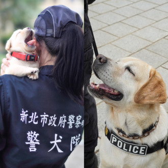 新北警犬「福星」7歲了！網看牠奶萌照不捨：從出生看到退休