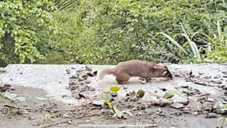 花莲鼬獾颤抖打转 疑狂犬病带原