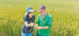 台南後壁稻熱病 2成稻穗空包彈