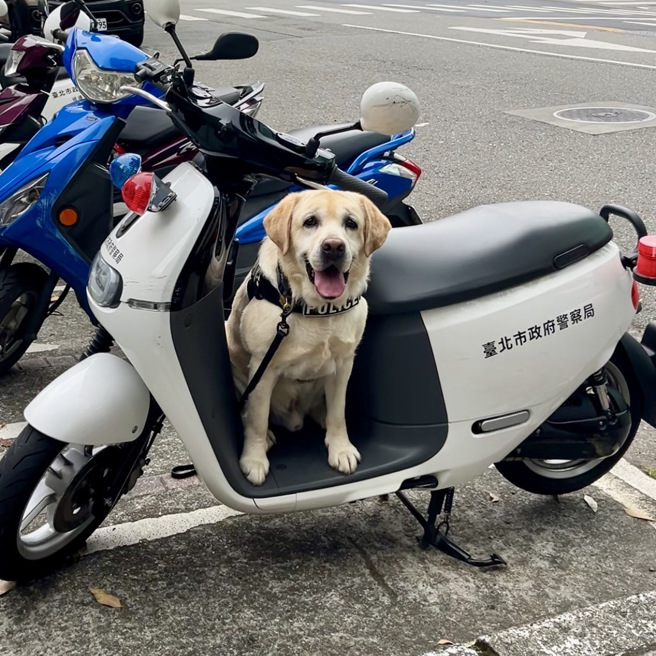 新北市警犬队拉布拉多「福星」出身警犬世家，也是全台唯一血迹侦搜犬。（图 / 新北市警犬队长马清基提供）