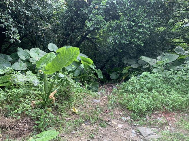 基隆一位泰籍女移工11日上午被发现弃尸在大武崙炮台的边坡草丛，身中多刀惨死，现场血迹斑斑。检警目前锁定涉嫌重大的泰籍移工女子，积极追查中。（徐佑升摄）