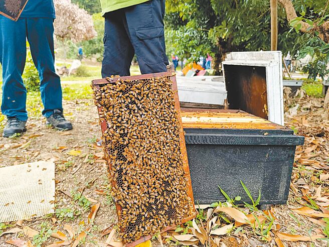 今年遭逢荔枝及龙眼开花率异常低下，影响蜂农放养蜜蜂蜜源大幅减少，以往蜂蜜并未纳入农业天然灾害补助办法，农业部9日公告将蜂蜜纳入。（头份市公所提供／谢明俊苗栗传真）