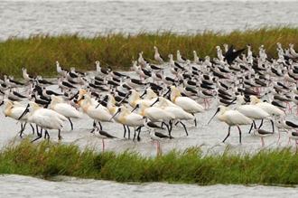 維護香山溼地生態 竹市金城湖清淤完工迎嬌客