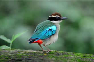 珍稀「八色鳥」現蹤台南六甲後消失 今傳孵蛋喜訊