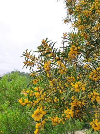 相思樹黃花盛開 火炎山教育館5／26將辦生態健行