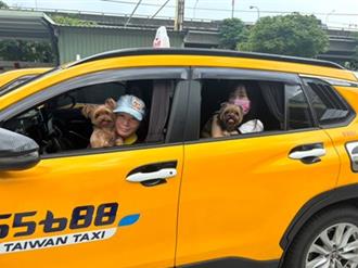 帶毛小孩出門搭小黃 中市推毛孩共載跳表計費不加價