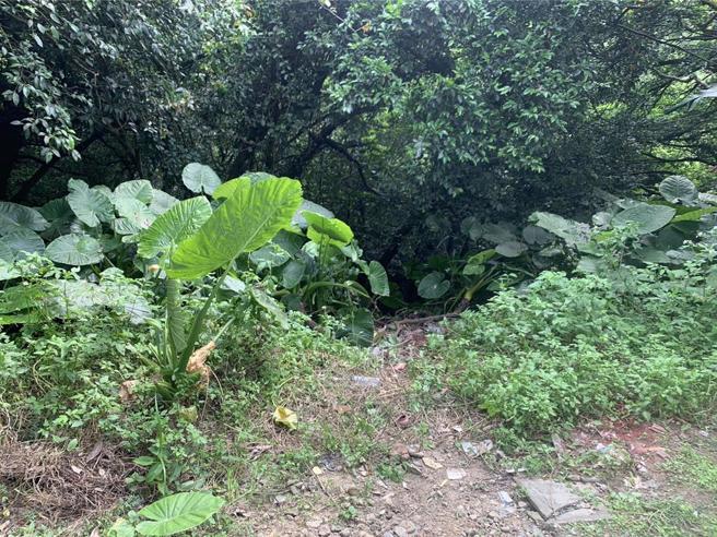 殺害泰女棄屍大武崙砲台山區 ，同鄉新住民女雇主遭聲押。(徐佑昇翻攝)