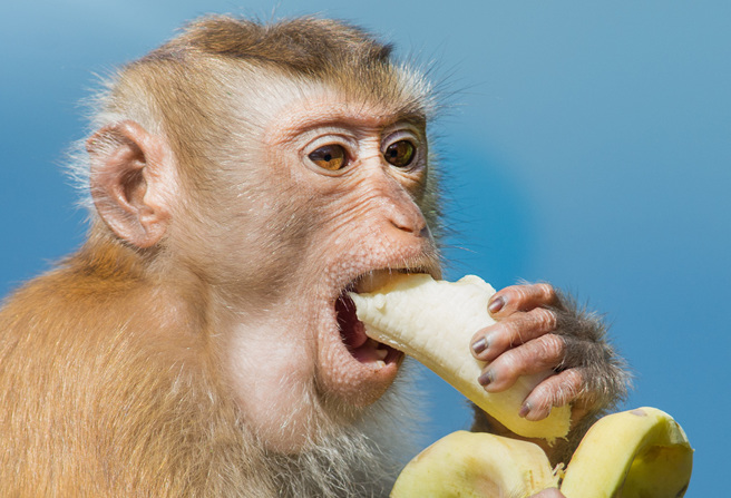 泰国爆红的猕猴哥吉拉（Godzilla）号称「世界上最胖的猴子」，6岁便短命死亡。(图:shutterstock/达志)