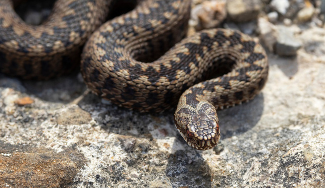 美国一场婚礼遭蛇闯入，新娘妹妹竟大胆徒手抓蛇，影片在网路上掀起热议。（示意图：Shutterstock／达志）