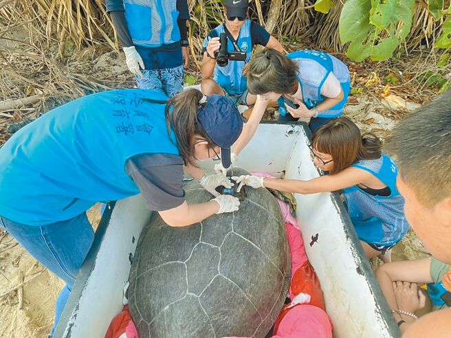 海保署人員10日幫海龜裝設海龜衛星發報器，以便掌握之後海龜的生活情形。（海保署提供）
