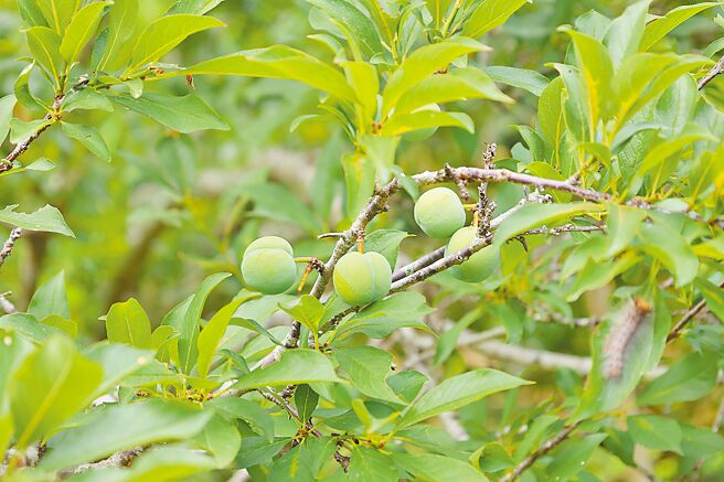 苗栗县政府原民处以「部落的红宝石」为主题，推出「Lokah！游部落採红肉李」体验活动，红肉李再过2周就将成熟。（谢明俊摄）