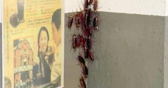 蟑螂「夏天出没量增6倍」 专家公布最猛杀虫剂