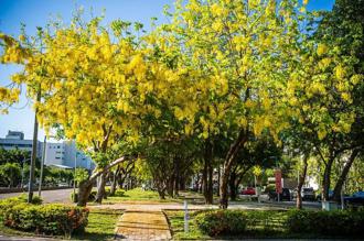 浪漫黄金雨 嘉义生态之旅 迁粉蝶、独角仙现踪花丛间
