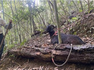 迷途羔羊誤入山豬吊陷阱     警民合力救援脫困