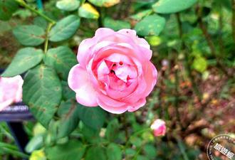 台北玫瑰园新一波花期又到 邀您来场玫瑰「甜品」派对