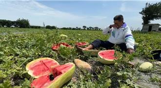 豪雨害西瓜裂果腐爛 彰化福興鄉瓜農盼給予補助