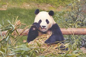 一隻大貓熊引發的討論