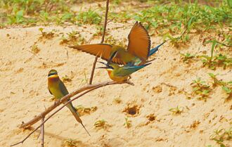 栗喉蜂虎飞抵金门 4K即时影像观察