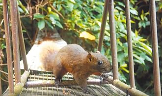 土城生態廊道 動物路殺少9成