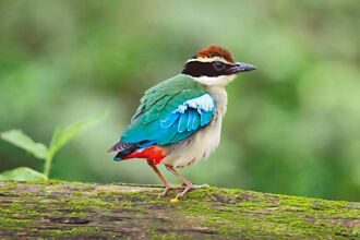 台南 消失又現蹤 六甲八色鳥傳抱蛋喜訊