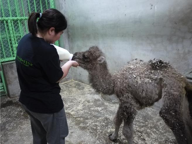 2024年5月12日台北市／「煙雨」出生時就有的腳疾，一路在跌跌撞撞中成長，靠著一群獸醫及保育員充當奶媽、奶爸細心照顧「煙雨」，拉拔牠長大。（台北市立動物園提供／劉瑋晴台北傳真）