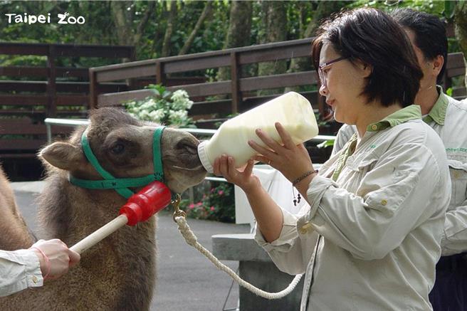 2024年5月12日台北市／台北市立動物園雙峰駱駝「煙雨」於2024年5月12日下午3點17分離世。（台北市立動物園提供／劉瑋晴台北傳真）