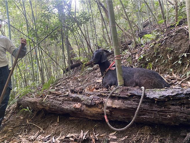受困的羊經過警方協助順利脫困。（警方提供／李京昇苗栗傳真）