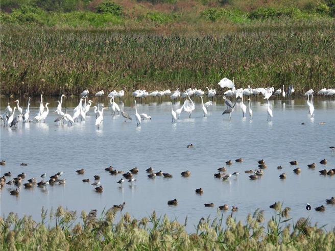 高雄市茄萣區1-4號計畫道路卡關10多年，主因經過黑面琵鷺過冬的茄萣溼地。（高市觀光局提供）