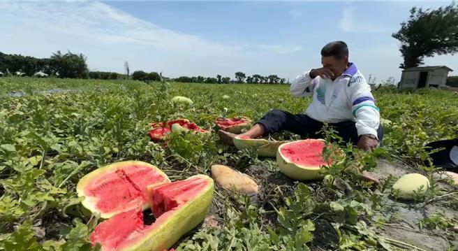 彰化縣福興鄉有西瓜田受到4月下旬豪雨影響，造成西瓜裂果、爛瓜，瓜農損失慘重，難過大嘆血本無歸，期盼政府給予補助。（民眾提供／葉靜美彰化傳真）