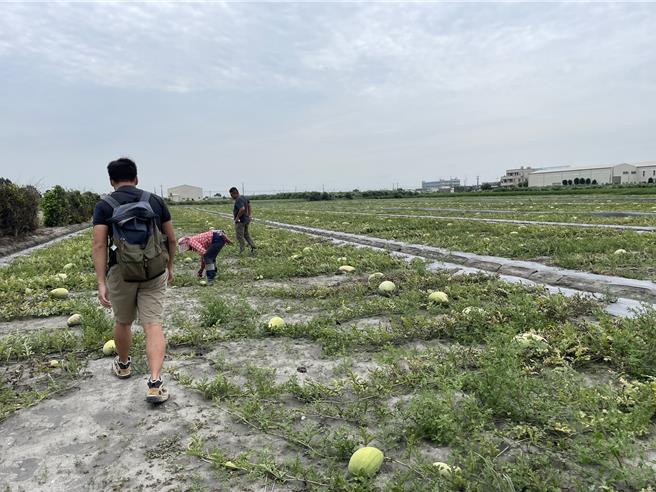 彰化縣府農業處今天下午邀集今天下午也邀請農糧署、農業部臺中區農業改良場、福興鄉公所，進行四方面會勘，盼爭取中央給予救助，協助農民渡過這次豪雨所造成的困境。（縣府提供／葉靜美彰化傳真）