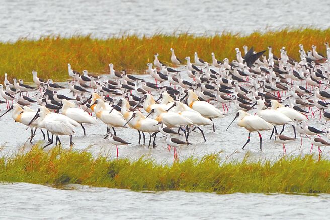 新竹市香山溼地与金城湖是全国知名的赏鸟景点，每年吸引大量水鸟聚集。（新竹市政府提供／陈育贤新竹传真）