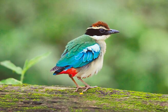 珍贵稀有的八色鸟于4月中旬在台南市六甲区大丘园保育林现踪，近日消失匿迹3天后传出喜讯，林业署与鸟友观察到其中1对已在溪堤垂直处挖洞抱蛋。（鸟友胡嘉哲提供／宝智华台南传真）