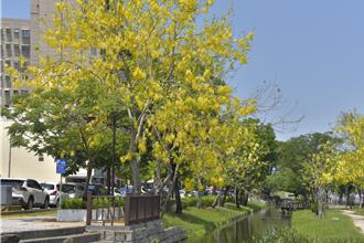 阿勃勒綻放港都陷金黃花海 高雄9路段成黃金大道