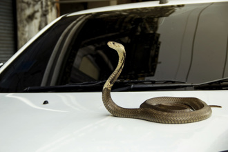 毒蛇隐居汽车2个月 没人抓得到 她无奈每天「全副武装」