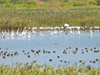 延宕多年 民代吁速辟茄萣1-4道路
