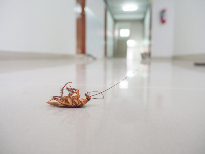 一名網友在洗衣服時發現拿水晶肥皂滅蟑的方法。（示意圖：shutterstock／達志）