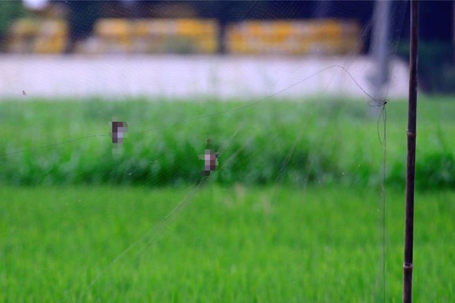 麻雀尸体缠挂在网上。（宝智华摄）