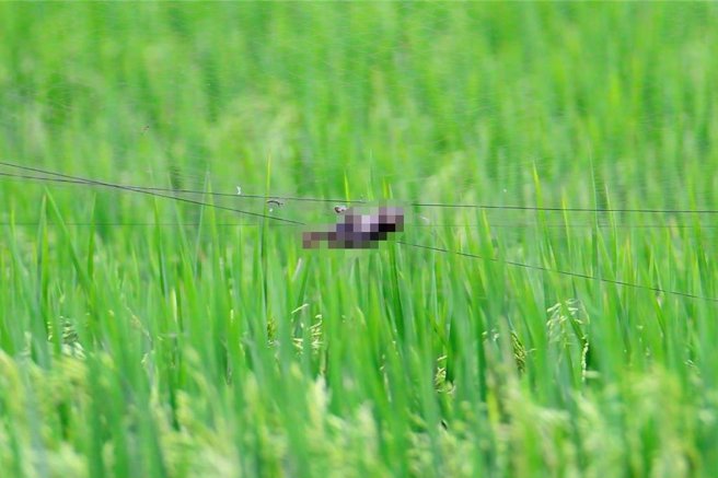 鸟友觉得麻雀也是生命，应该改用其他驱鸟办法。（宝智华摄）