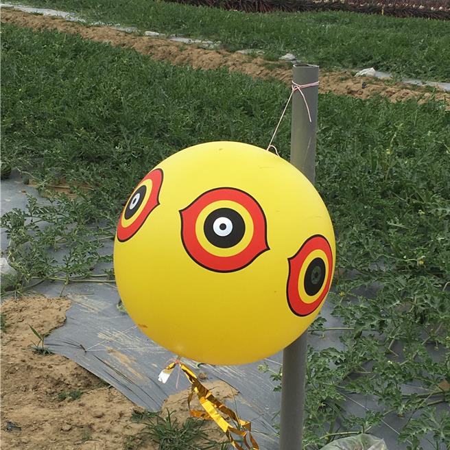 农业局指出，驱鸟球的驱鸟效果甚至比架网还好。（农业局提供／宝智华台南传真）