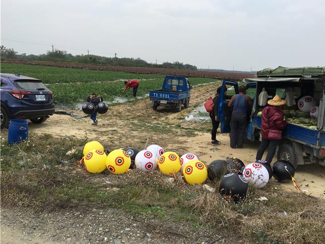 农业局在宣导期时免费提供驱鸟球，现在得农民自费购买。（农业局提供／宝智华台南传真）