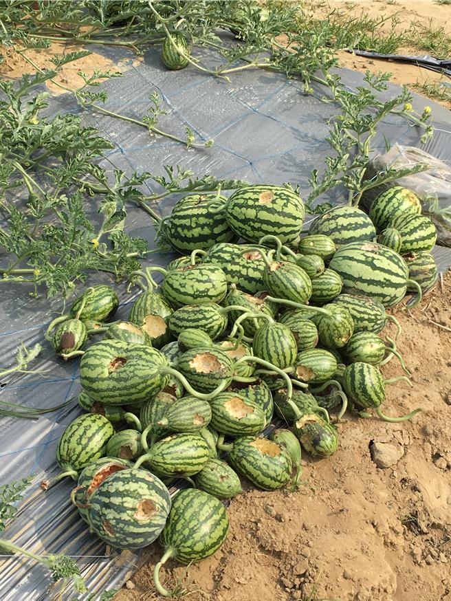 被环颈雉啄损的西瓜，让农民心痛不已。（农业局提供资料照片／宝智华台南传真）