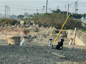 嘉義縣犬隻追車咬人肇事 7成竟是家犬造成