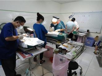 家裡母犬未絕育被野狗性侵懷孕 飼主遭罰2.5萬「狗財兩失」