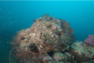 大鵬灣、北海岸、東北角生態壓力大 環團籲海保法儘速三讀