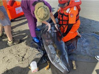 「小抹香鯨」擱淺蘇澳無尾港海灘　獸醫：狀況不佳只能安樂死