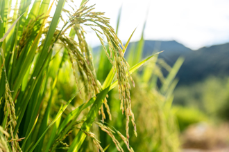 小滿好運到！4時辰出生的人要發了 第1名偏財不斷
