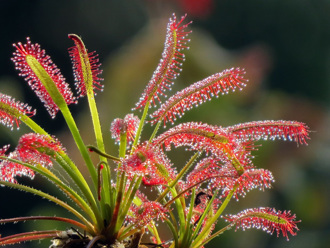 另类农药不留毒  把植物变成捕蝇纸黏住害虫